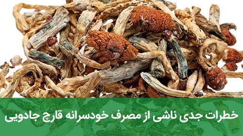 خطرات جدی ناشی از مصرف خودسرانه قارچ جادویی