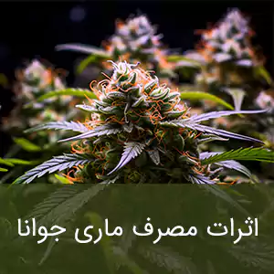 اثرات مصرف ماری جوانا